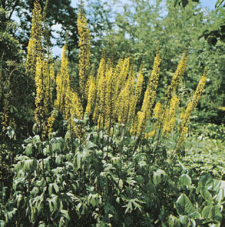 Ligularia przewalskii