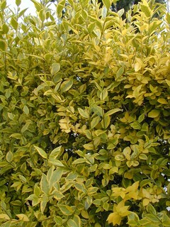 Troène de Californie - LIGUSTRUM ovalifolium 'Aureum' - Arbuste