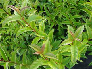 Ligustrum japonicum  2 at