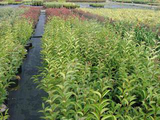 Troène du Japon - LIGUSTRUM japonica -lot de 15 plantes - Arbuste