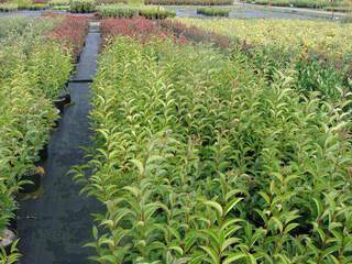 Troène du Japon - LIGUSTRUM japonicum - Arbuste