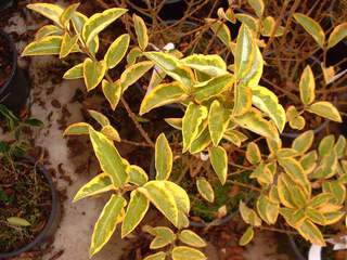 Troène de Californie - LIGUSTRUM ovalifolium 'Aureum' - Arbuste