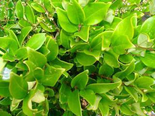 LIGUSTRUM texanum 'Erectum' feuille AT
