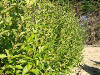 Troène commun - LIGUSTRUM vulgaris 'Atrovirens' - Arbuste