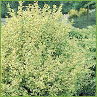 Ligustrum-ovalifolium-`Aure