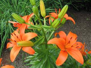 Lilium 'Brunello'