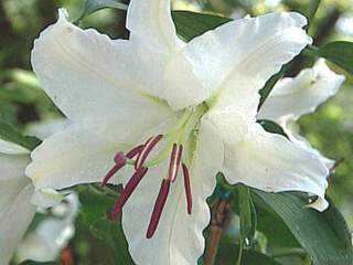 Lilium 'Casablanca'