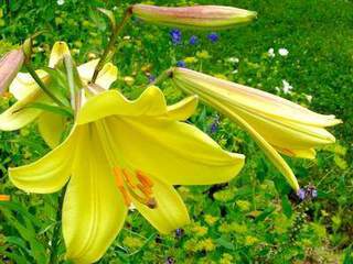 Lilium 'Golden Splendour'