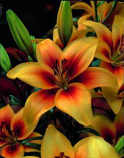 Lilium Grand Cru