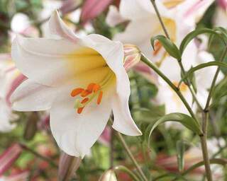 Lilium Regale