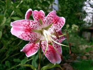 Lilium Speciosum Rubrum