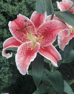 Lilium Stargazer