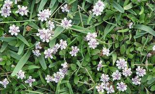 Verveine nodiflore - LIPPIA Nodiflora - Vivace