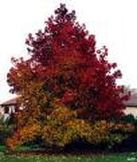 LIQUIDAMBAR styraciflua@