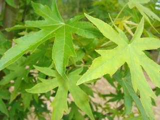 Copalme - LIQUIDAMBAR styraciflua - Arbre