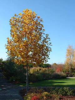 Tulipier de Virginie - LIRIODENDRON tulipifera - Arbre