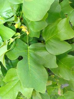 LIRIODENDRON tulipifera AT