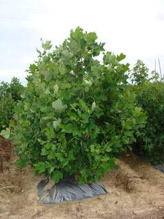 LIRIODENDRON tulipifera ATport