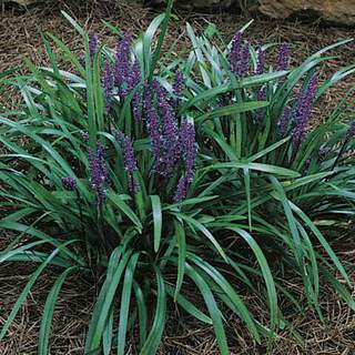 Liriope - LIRIOPE muscari - Graminées