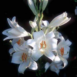 Lys oriental - LYS de la Madone 'Lilium candidum' cal/20+ - Bulbe