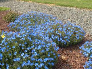 Gremil - LITHODORA diffusa 'Heavenly blue' - Vivace