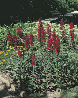 Lobelia cardinalis