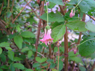 Chevrefeuille arbustif - LONICERA gracilipes 'Grandis' - Arbuste