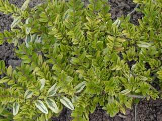 Chévrefeuille - LONICERA pileata 'Lemon beauty' - Arbuste
