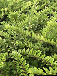 Chévrefeuille - LONICERA pileata - Arbuste