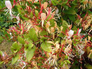 LONICERA Dart s world