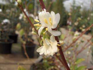 Chévrefeuille chinois - LONICERA fragrantissima - Arbuste