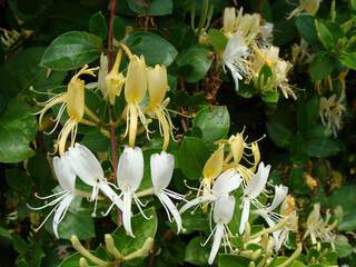 Chévrefeuille - LONICERA japonica 'Halliana' - Plante grimpante