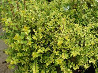 LONICERA nitida 'Baggessen 's Gold'