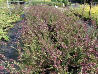 Chévrefeuille - LONICERA nitida 'Red tips' - Kit haie