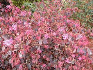 Loropetalum pourpre - LOROPETALUM chinense 'Black Pearl' - Arbuste