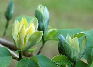 Magnolia - MAGNOLIA acuminata 'Blue Opal' - Terre de bruyère