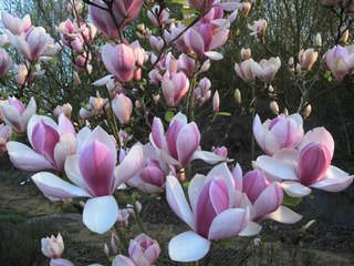 Magnolia - MAGNOLIA soulangeana - Terre de bruyère