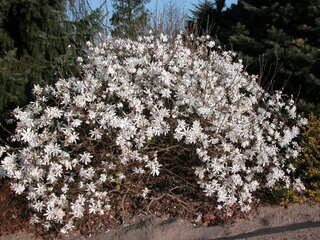 Magnolia étoilé - MAGNOLIA stellata - Terre de bruyère