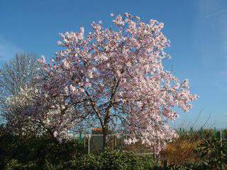 MAGNOLIA  soulangeana