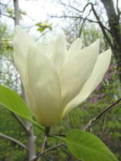 Magnolia jaune - MAGNOLIA 'Elisabeth' - Terre de bruyère