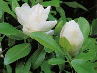 Magnolia persistant - MAGNOLIA grandiflora 'Le Nantais' - Terre de bruyère