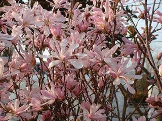Magnolia - MAGNOLIA loebneri Leonard Messel - Terre de bruyère