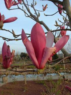 Magnolia - MAGNOLIA 'Susan' - Terre de bruyère