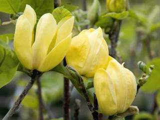 Magnolia jaune - MAGNOLIA 'Yellow Bird' - Terre de bruyère
