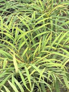 Mahonia sans épines - MAHONIA eurybracteata 'Soft caress®' - Arbuste