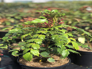 Mahonia à feuilles de houx - MAHONIA nitens 'Cabaret' - Arbuste