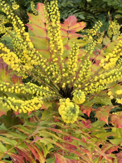 Mahonia 'Soft caress'