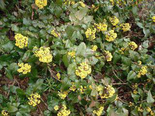 Mahonia à feuille de houx - MAHONIA aquifolia 'Appolo' - Arbuste