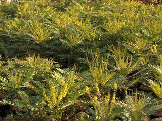 MAHONIA Winter Sun