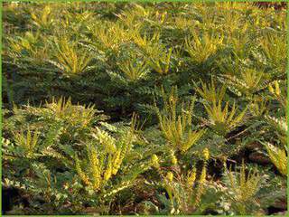 Mahonia Winter Sun V